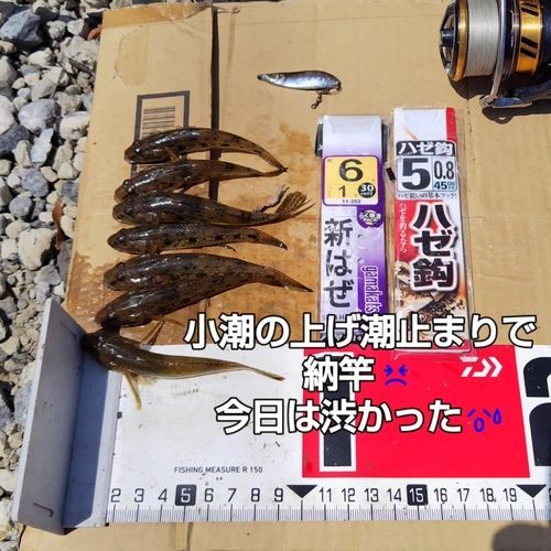 ハゼの釣果