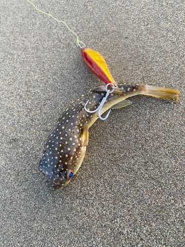 クサフグの釣果