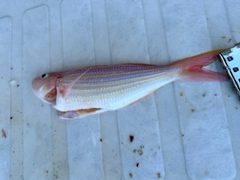 イトヨリダイの釣果