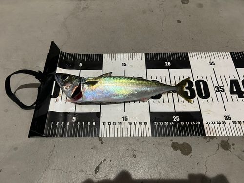サバの釣果