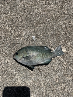 メジナの釣果