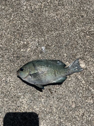 メジナの釣果