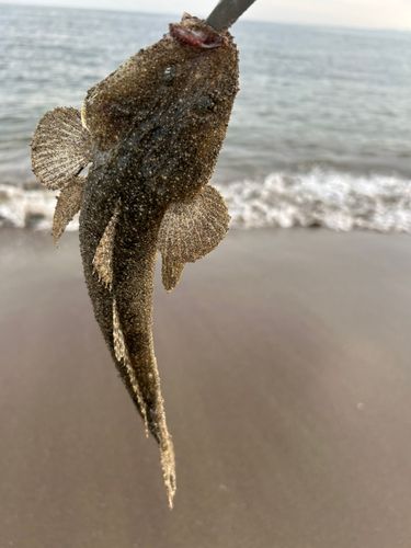 マゴチの釣果