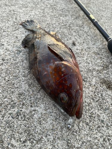 キジハタの釣果