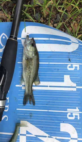 ラージマウスバスの釣果