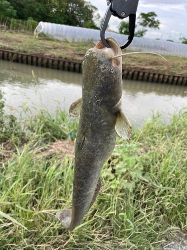 ナマズの釣果