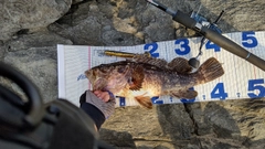 タケノコメバルの釣果
