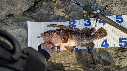 タケノコメバルの釣果