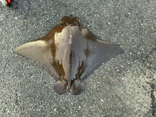 ナルトビエイの釣果