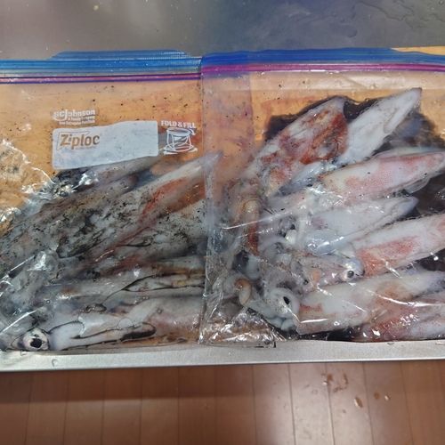 ケンサキイカの釣果