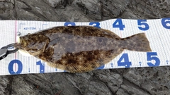 ヒラメの釣果