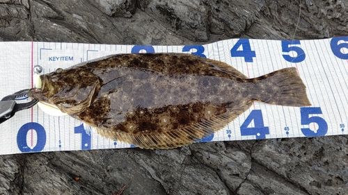 ヒラメの釣果