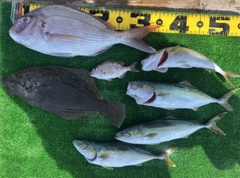 ワカシの釣果