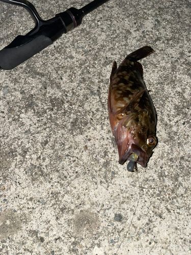 カサゴの釣果