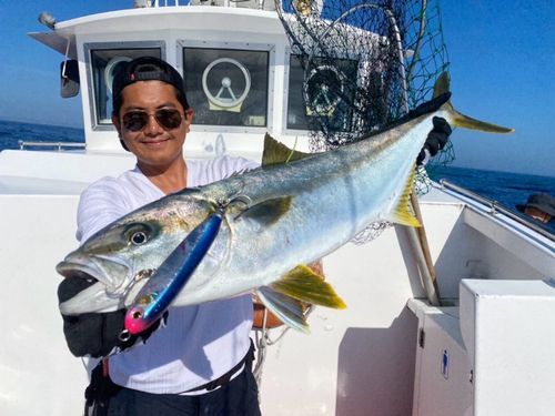 ヒラマサの釣果