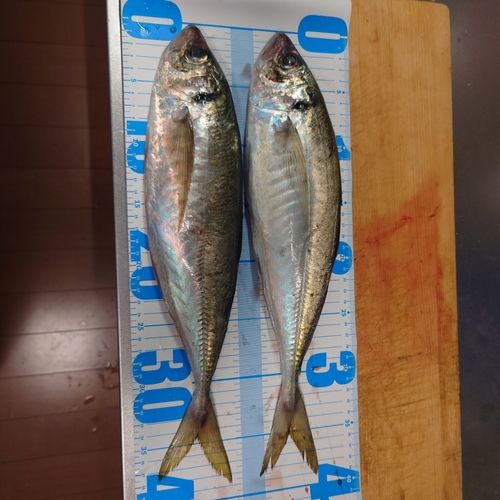 マアジの釣果