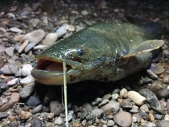 ナマズの釣果