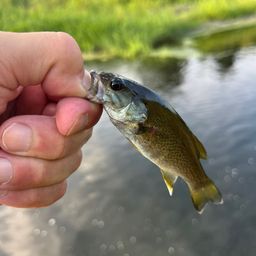 スモールマウスバス