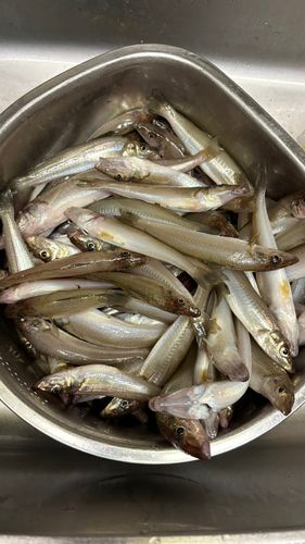 キスの釣果