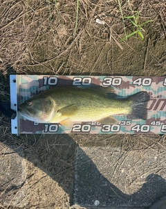 ラージマウスバスの釣果