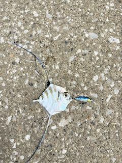 イトヒキアジの釣果