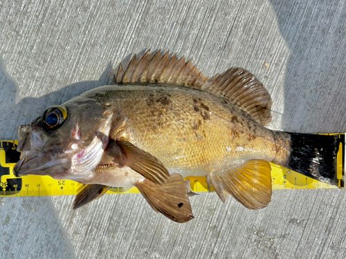 シロメバルの釣果
