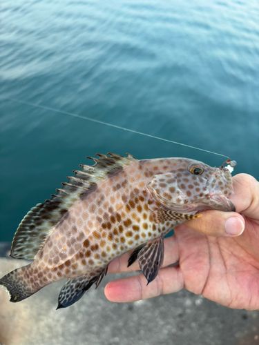 オオモンハタの釣果
