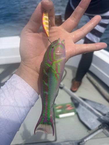 ニシキベラの釣果