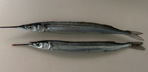 サヨリの釣果