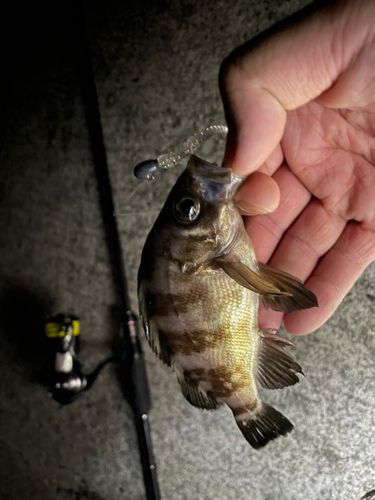 シロメバルの釣果