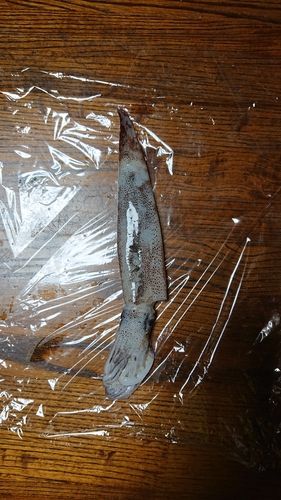 スルメイカの釣果