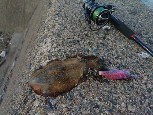 アオリイカの釣果