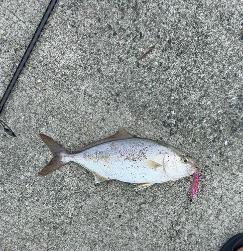 ネイリの釣果