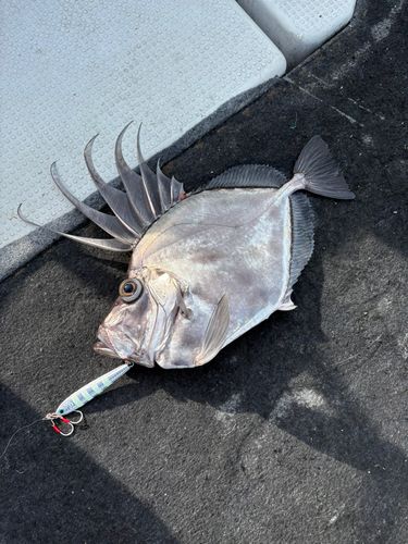 カガミダイの釣果