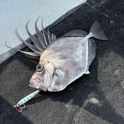 カガミダイ
