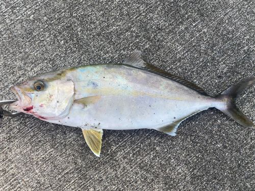 ショゴの釣果