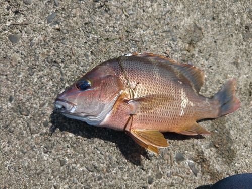 フエダイの釣果