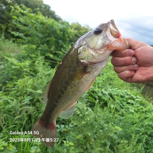 ブラックバスの釣果