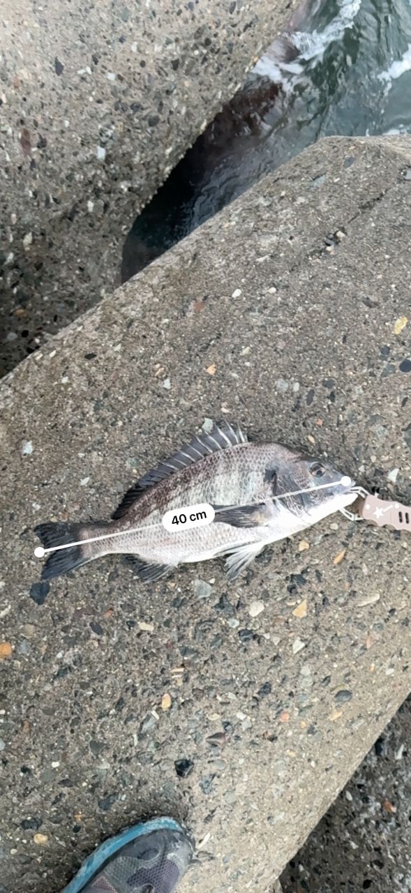 チヌ