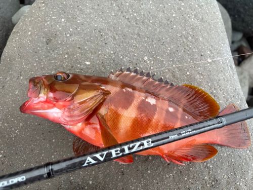 アカハタの釣果