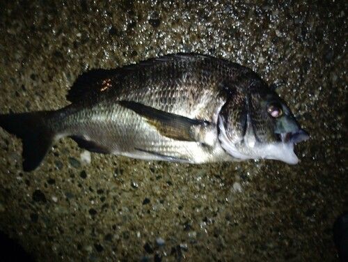 クロダイの釣果