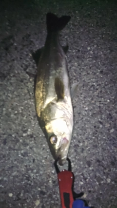 スズキの釣果
