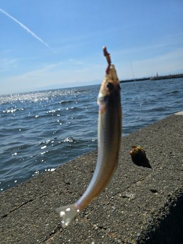 ギマの釣果