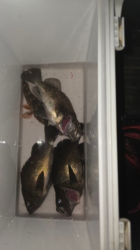 クロメバルの釣果