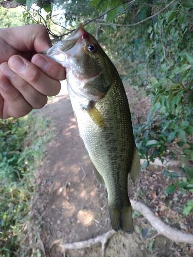 ラージマウスバスの釣果