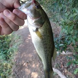 ラージマウスバス