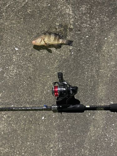 オオモンハタの釣果