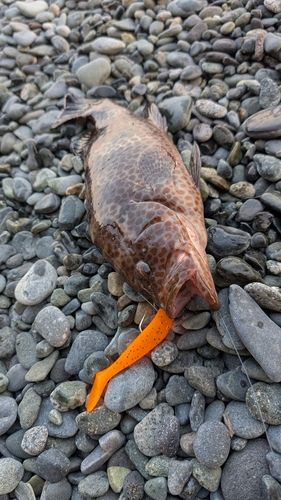 オオモンハタの釣果