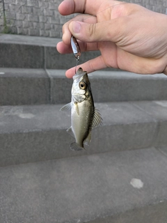 マルスズキの釣果