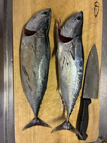 ヒラソウダの釣果